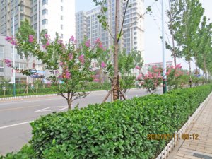 Weifang Wenhua Road Greening Project